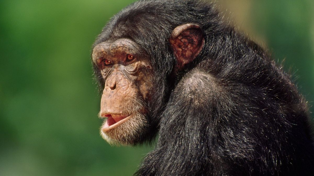 Poslední plodná samice guinejské „zručné“ tlupy šimpanzů má mládě